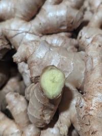 Image 3 of Freeze Dried Ginger Powder 