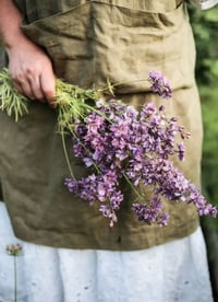 Image 3 of Graines de Delphinium