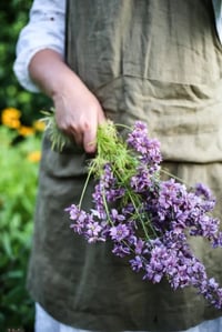 Image 2 of Graines de Delphinium