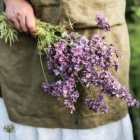 Image 1 of Graines de Delphinium