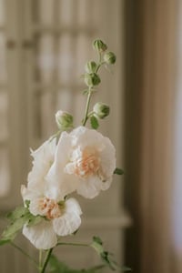 Image 2 of Graines de rose trémière 
