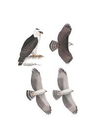 Original Painting - Black-and-white Hawk-Eagle