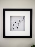 Swift Papercut Framed Artwork