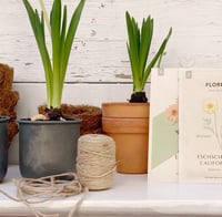 Image 2 of Bobine de jute 