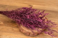 Image 1 of Preserved Limomium - Pinkish Maroon