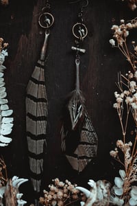 Image 6 of Pheasant 