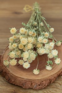 Image 2 of Globe Amaranth Bunch - Beige