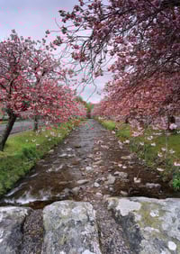 Image 2 of River Blossom exclusive print