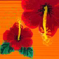 Image 2 of HIBISCUS - Sunrise 