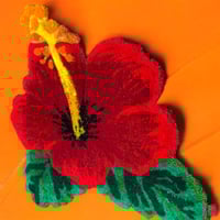 Image 1 of HIBISCUS - Sunrise 