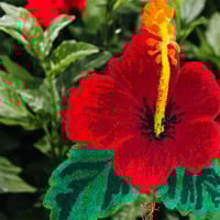 Image 3 of HIBISCUS - Sunrise 