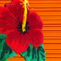 Image 5 of HIBISCUS - Sunrise 
