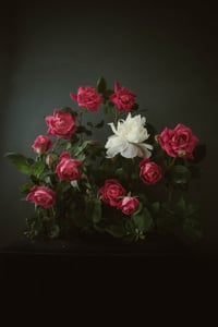 Roses and Peony no. 1 - test print 5x7