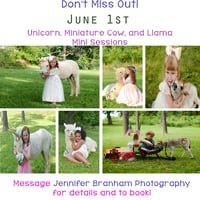 Image 1 of 2025 Unicorn/Mini Cow Minis~ {June 1st}