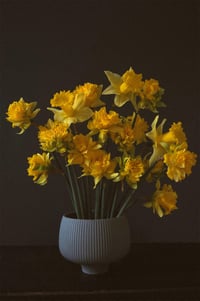 April Daffodils - Office Clean Out Sale