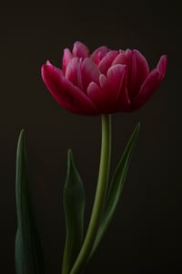 January Tulips no. 1