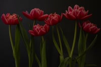 January Tulips no. 4