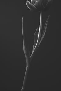 January Tulips in Black and White