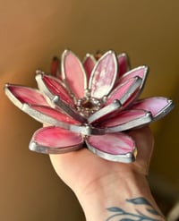Image 1 of Pink swirl succulent 