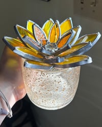 Image 3 of Sunflower succulent 