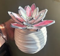 Image 3 of Pink & opal white succulent 