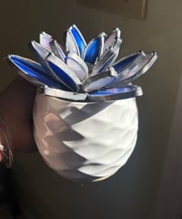Image 2 of Blue and opal white succulent 
