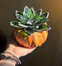 Image 2 of Green succulent 