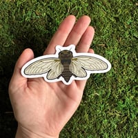 Image 1 of Cicada Sticker