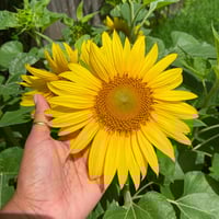 Image 1 of Sunspot Dwarf Sunflower