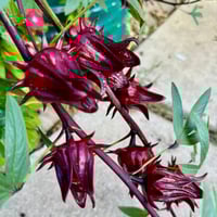 Image 1 of Hibiscus Roselle