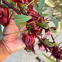 Image 2 of Hibiscus Roselle