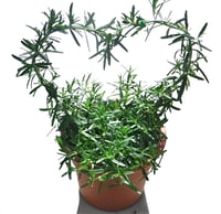 Heart Shaped Rosemary Topiary Plant – Perfect Valentine's Gift
