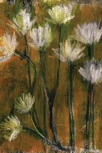 Image 1 of Daisy Exploration