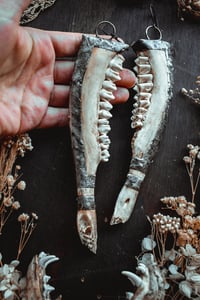 Image 5 of Silver Soldered Deer Jaw ear hangers