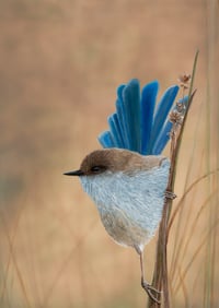 "Wren on a Stem" Art Print