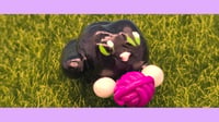 Image 1 of Calum the kitty