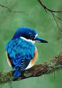 Image 1 of "Kenny" the Forest Kingfisher Art Print 