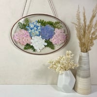 Image 4 of Regal Hydrangeas