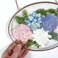Image 3 of Regal Hydrangeas