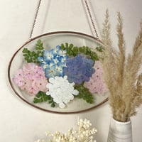 Image 2 of Regal Hydrangeas