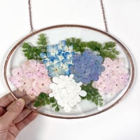Image 1 of Regal Hydrangeas