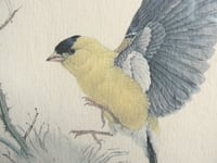 Image 3 of Goldfinch and Thistles by Martin Glen Loates 1976, Vintage Bird Art Print, Framed