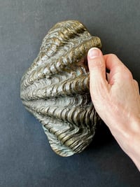Image 1 of Curved Bronze Door Handle in the Shape of a Seashell