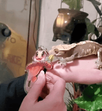 Image 3 of Hang in there Crestie