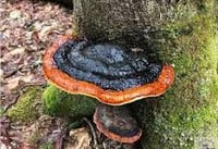 Image 1 of Red Belted Conk Fomitopsis Pinicola (Ginger Beer & Beer Brewing!)