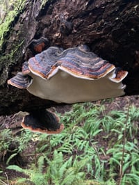 Image 2 of Red Belted Conk Fomitopsis Pinicola (Ginger Beer & Beer Brewing!)