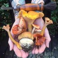 Image 1 of Mendocino Guided Mushroom Hunt