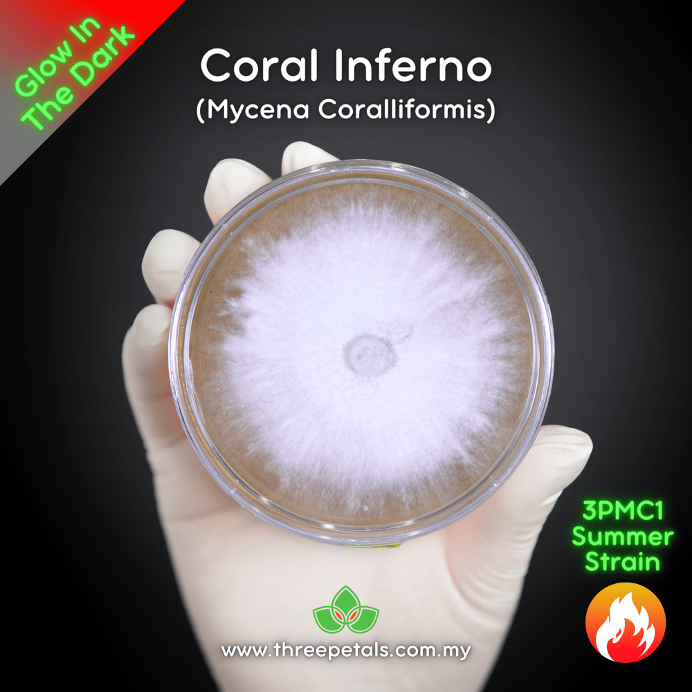 Coral Inferno (Mycena Coralliformis) Live Mycelium Mushroom Culture Spawn