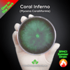 Coral Inferno (Mycena Coralliformis) Live Mycelium Mushroom Culture Spawn
