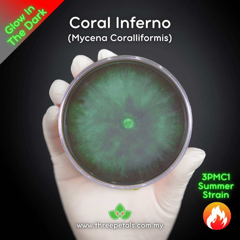 Coral Inferno (Mycena Coralliformis) Live Mycelium Mushroom Culture Spawn